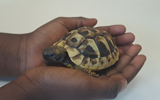 Een schildpad op bezoek in de kikkerklas.