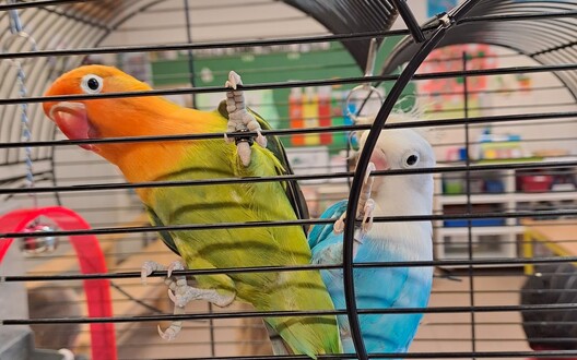 We krijgen hoog bezoek van de 2 kleurrijke papegaaien van Omer Asaf.