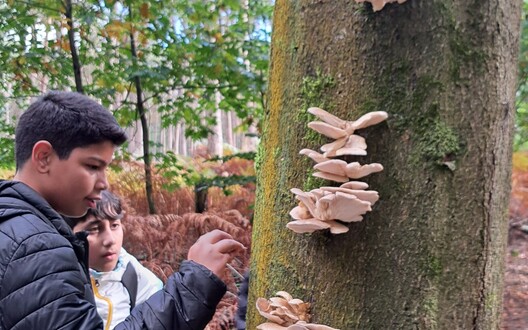 Zwammen op een dode boom