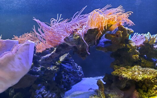 foto van aquarium