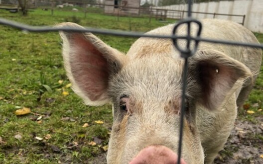 bezoek kinderboerderij de Campagne