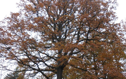 het bos