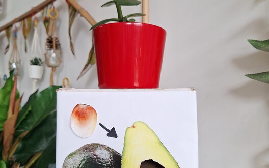 avocado