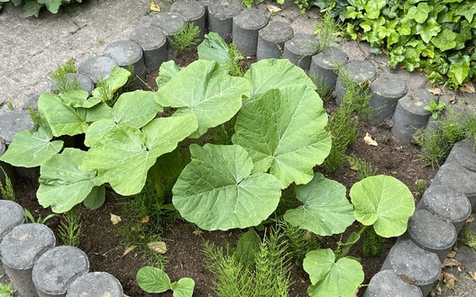 groenten in de moestuin