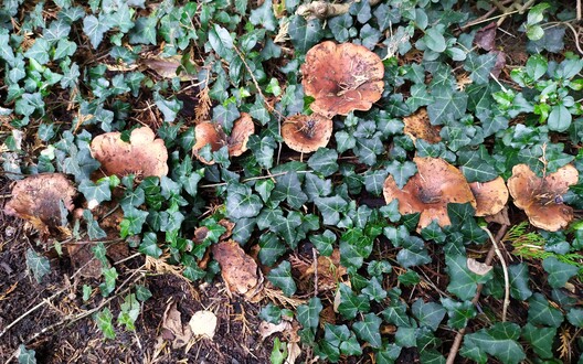 In de moestuin