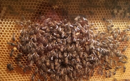Uitstap Tuin van Kina De bijen