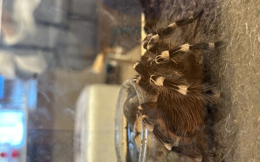 bezoek spinnententoonstelling in de tuin van Kina