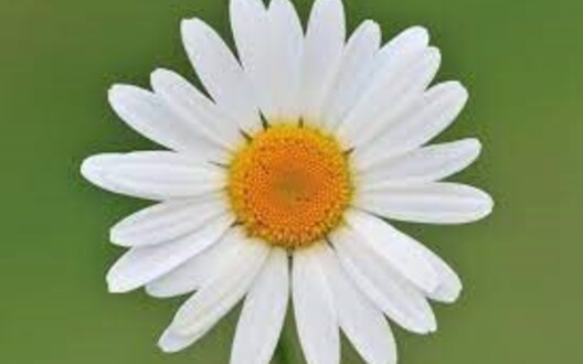 Margrietjes