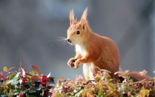 herfst