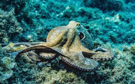 octopussenklasdier