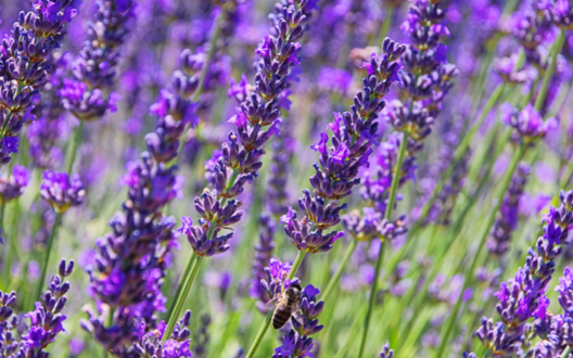 Lavendel