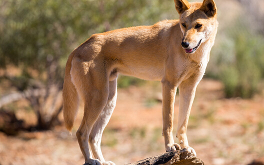 afbeelding dingo