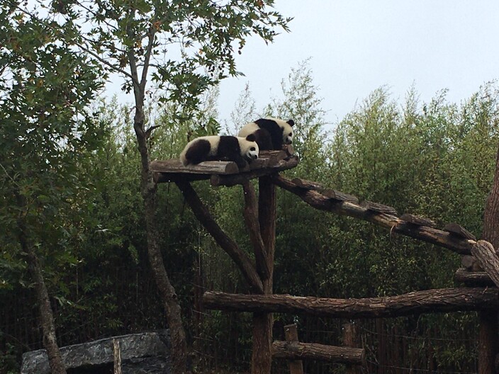 Panda s
