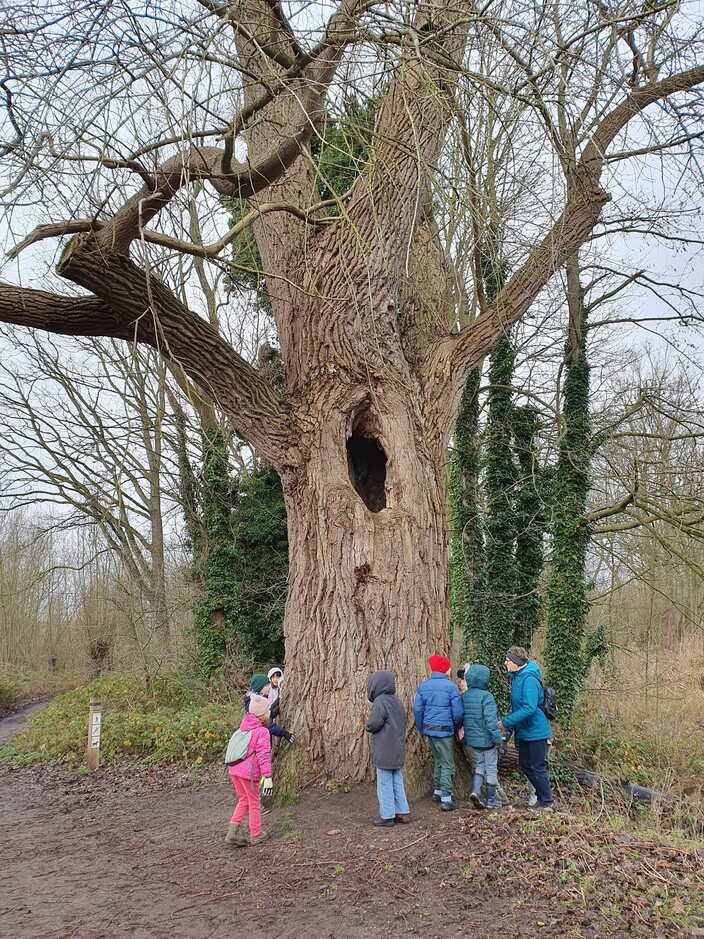 oudste boom