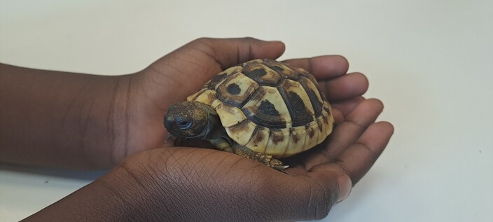 een schildpad op bezoek in de de klas