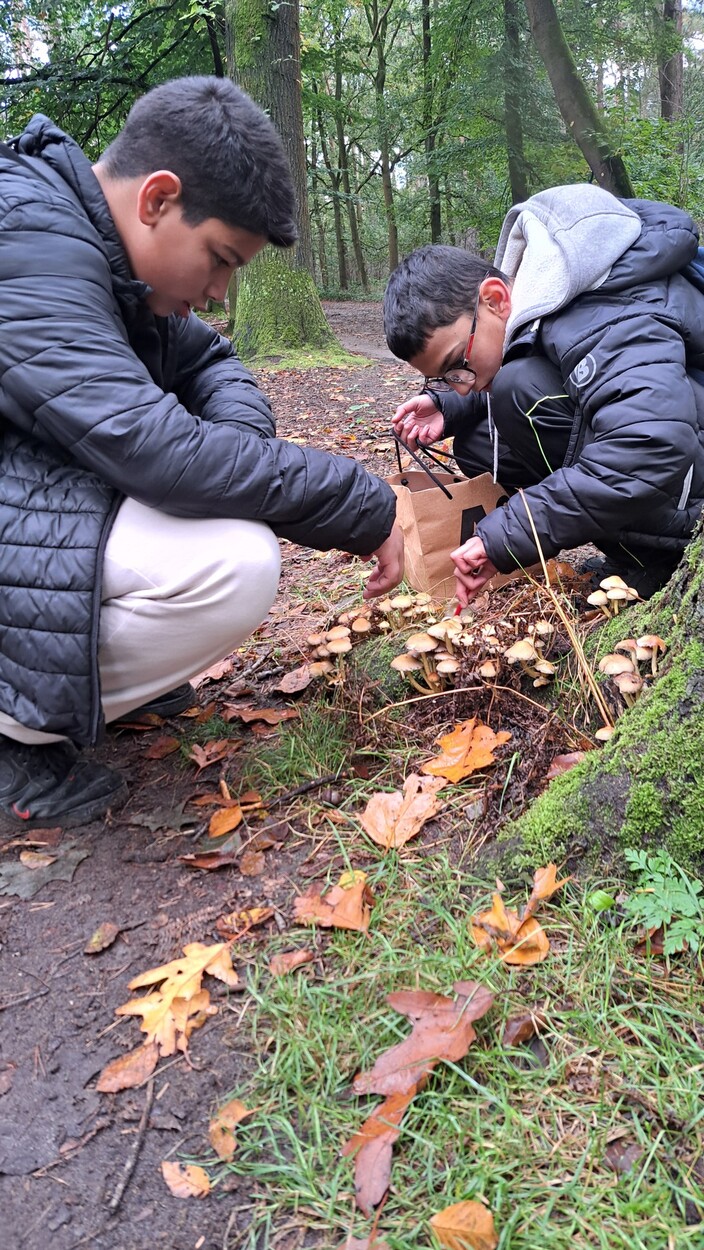 Nog meer paddenstoelen