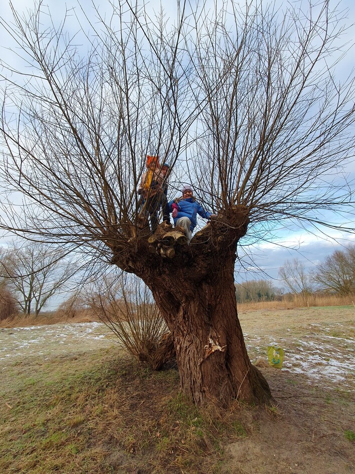 klimmen in een boom