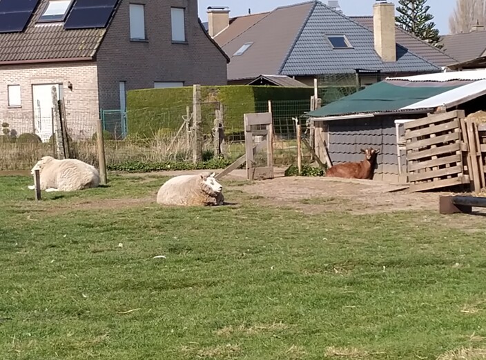 schapen en geitje