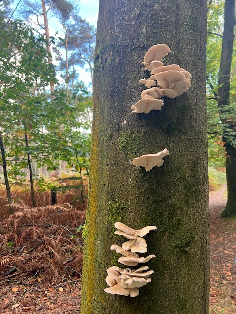 Wel Elfenbankjes gezien maar geen elfjes.