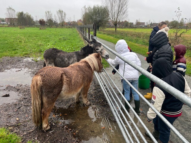 Worteltjes geven aan de pony en de ezel