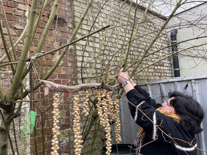 Vogels in de winter