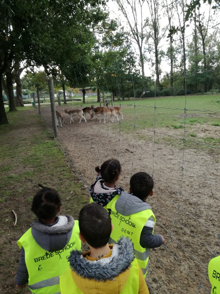 In de verte zagen we het hert en de reetjes! We moesten wel heel stil zijn, anders liepen ze weg.
