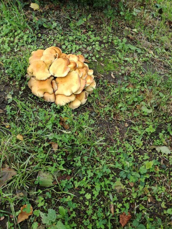 Hé, wat een gekke paddenstoelen. Kijken mag, aankomen niet!