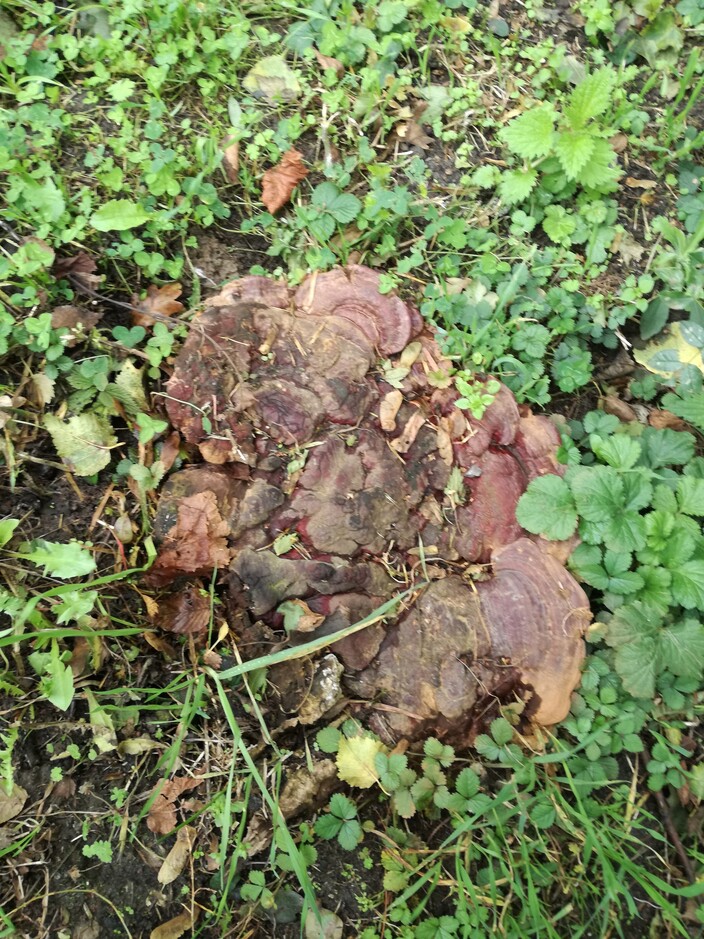 Zouden er kabouters wonen in deze paddenstoelen? Zijn ze rood en hebben ze witte stippen?
