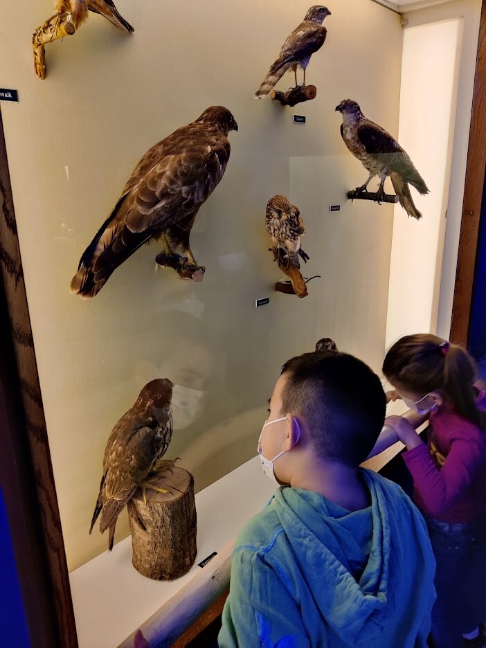 Kijken naar de vogels in het museum