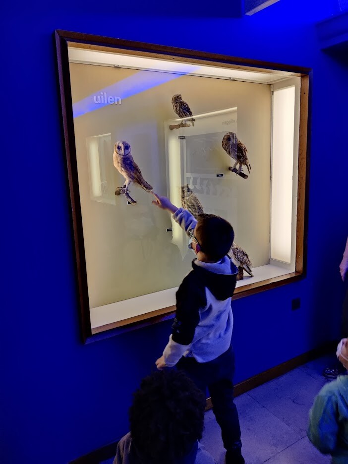 Kijken naar de vogels in het museum