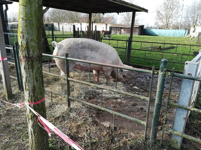 Naar de boerderij