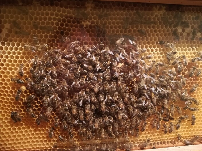 Uitstap Tuin van Kina De bijen