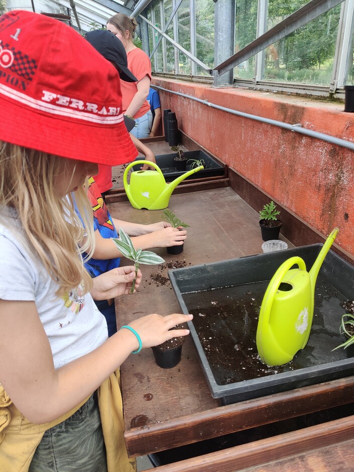 Planten stekken 