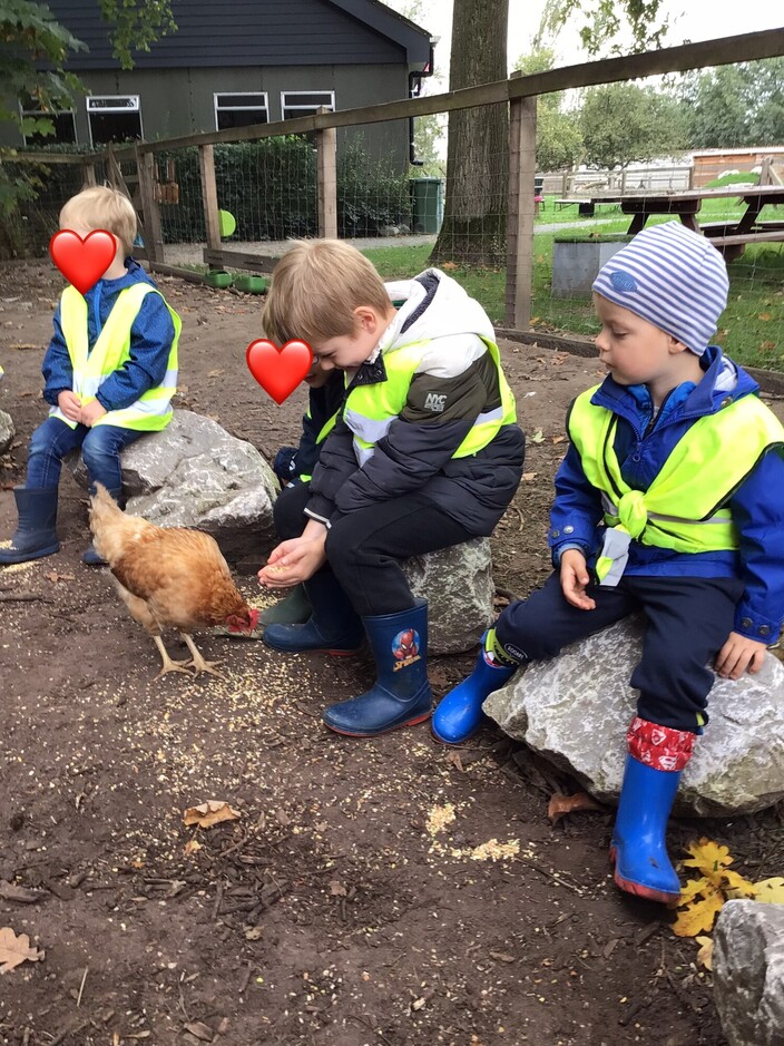 kippen en kalkoenen voederen