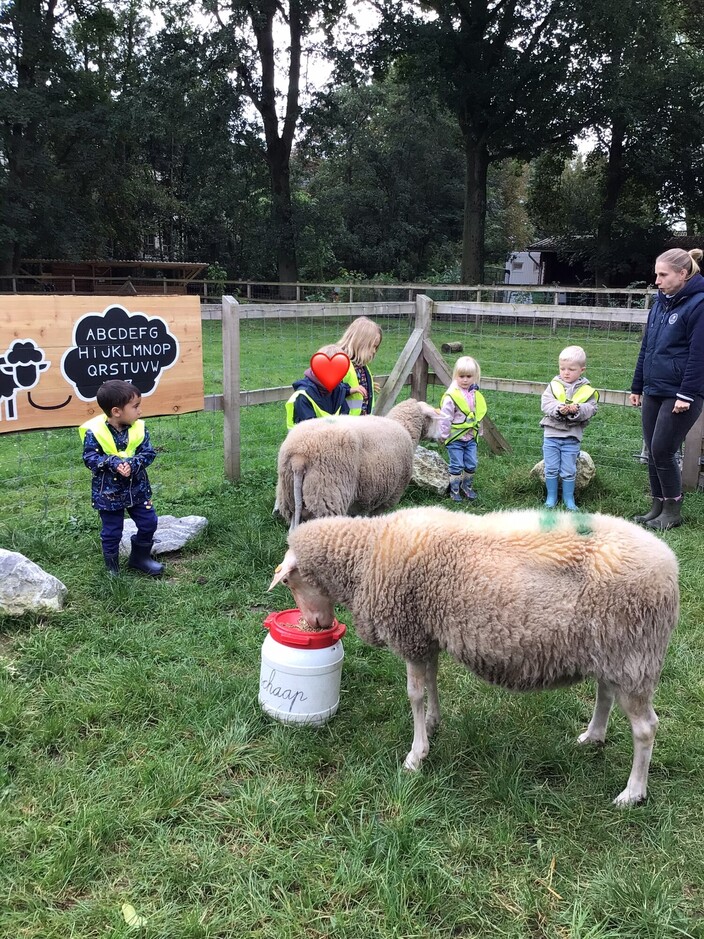 Schapen voederen